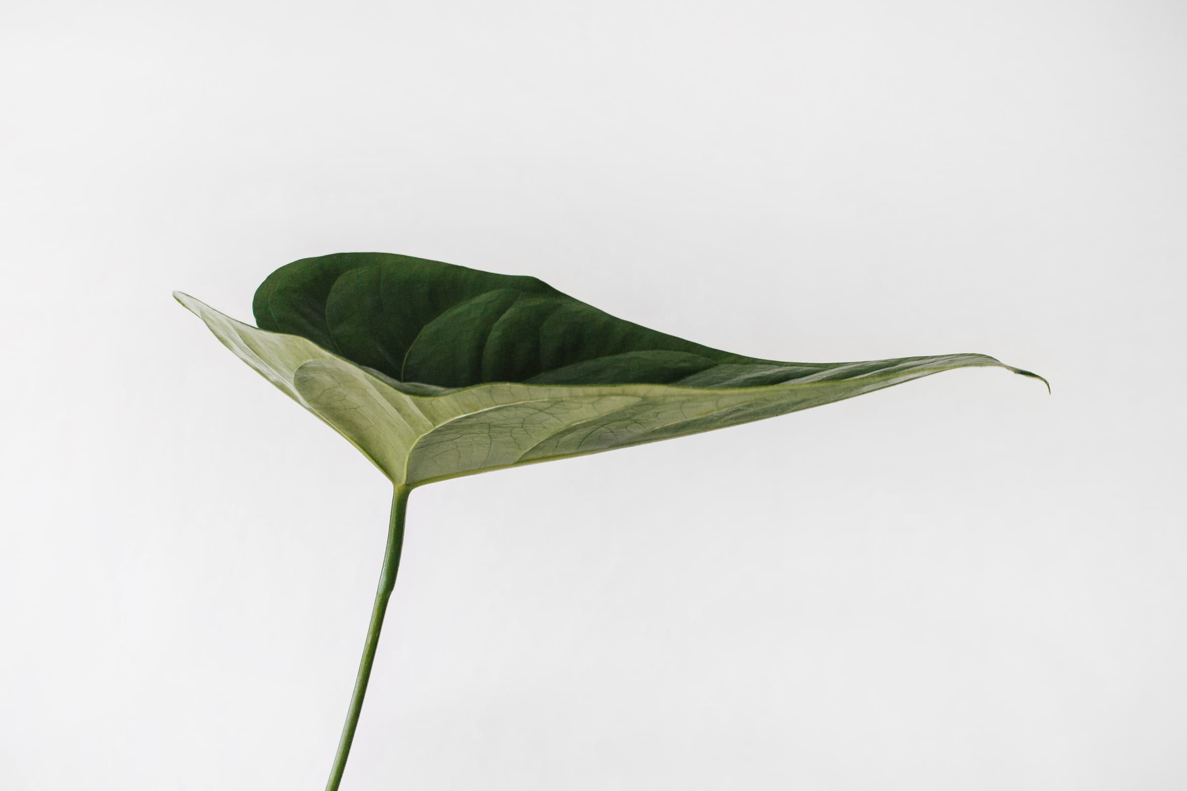 plant-leaf